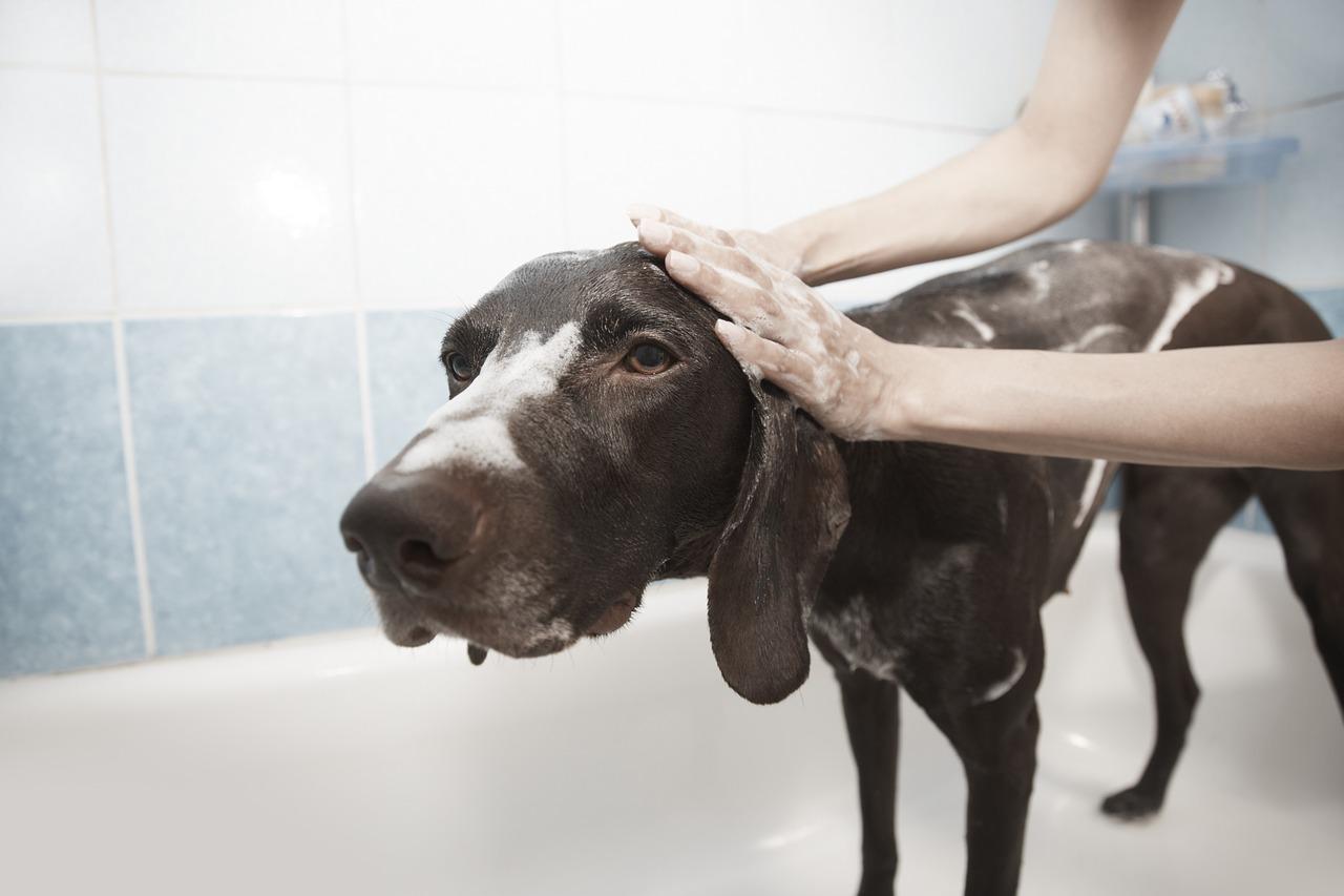 Jakich środków używać do mycia psów?
